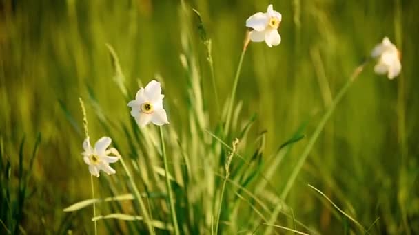 White Daffodils Swaying Wind Green Field Rays Sun — Stock Video