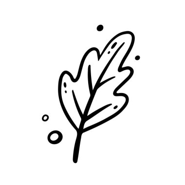 Hand drawn Oak Leaf, autumn leaf. Vector illustration in Doodle style. Isolated on white.