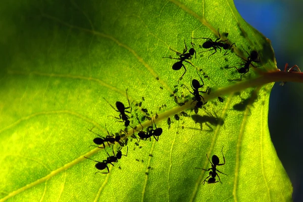 Ameisen auf grünem Blatt — Stockfoto