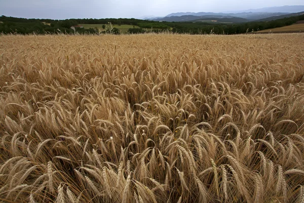 Campo de trigo en toda regla — Foto de Stock
