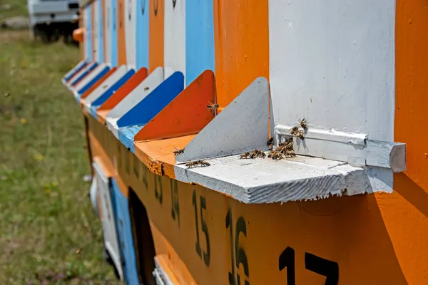 Närbild Den Gamla Målade Bussen Omvandlas Till Honungsbin Bikupor Fältet — Stockfoto