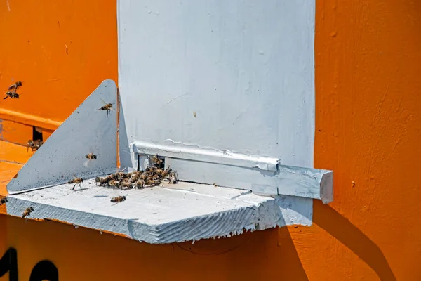 Közel Régi Festett Busz Átalakított Mézelő Méhek Méhkaptárak Területen Közelében — Stock Fotó