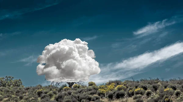 Árbol Solitario Con Nube Blanca Lugar Crone Bajo Cielo Azul — Foto de Stock
