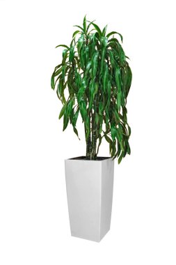 Süslü yeşil Kompakt Ejderha Ağacı (Dracaena compacta) beyaz zemin üzerinde izole edilmiş yüksek beyaz seramik kap kırpma yolu ile