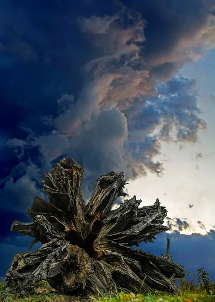 Gün Batımında Bulutlu Gökyüzünün Altında Marie Antoinette Meşesinin Ünlü Bir — Stok fotoğraf