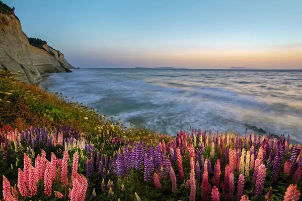 Prachtige Zonsondergang Boven Zee Met Kleurrijke Bloemen Verlicht Door Zonlicht — Stockfoto