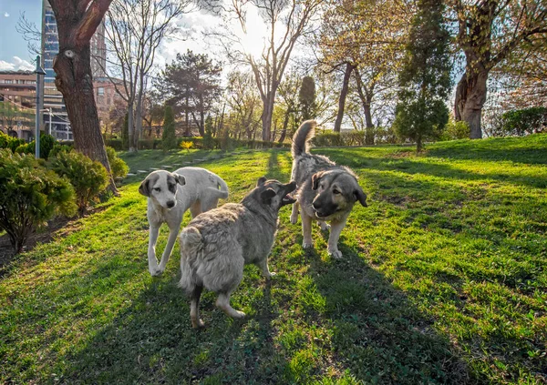 Escena Gran Angular Con Perros Callejeros Grises Peleando Parque Contra — Foto de Stock