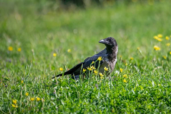 Black Crow Corvus Corone Walks Green Lawn Blurred Background Raven — стоковое фото