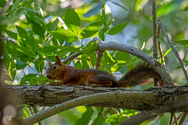 Close Red Squirrel Sciurus Vulgaris Tree Branch Forest Blurred Background — Zdjęcie stockowe