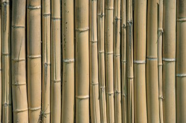 Bambu arka planına yakın plan. Dekoratif duvarda ahşap desenli bambu bitkisi. Bir metin için yüzey, boşluk