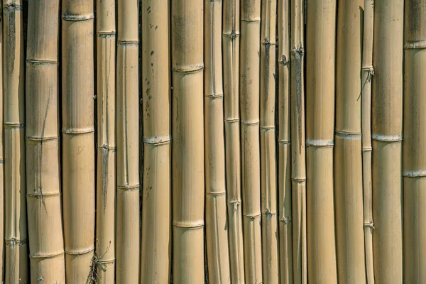 Närbild Bambu Bakgrund Trästruktur Bambuväxt Den Dekorativa Väggen Yta Utrymme — Stockfoto