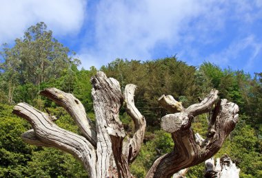 ölü ağaçlar, madeira doğu kıyısında