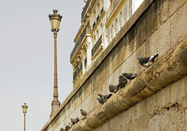 Satır güvercin, Paris'te banka — Stok fotoğraf