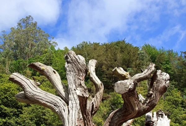 Árvore morta, costa leste da Madeira Imagens De Bancos De Imagens