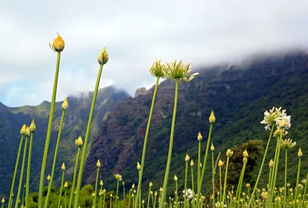 Agapanthus, island of Madeira — Stock Photo, Image