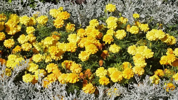 Calendulas, die am Ende des Sommers Wasser brauchen — Stockfoto