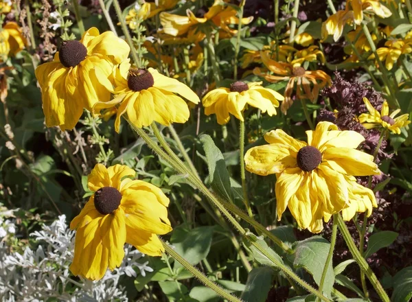 Rudbeckias sedento, falta de água no final do verão — Fotografia de Stock