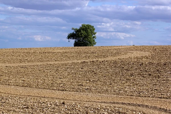 Drzewo na białym tle w środku pola Burgundii (Francja) — Zdjęcie stockowe