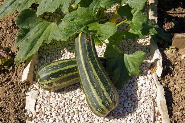Enormous zucchinis in a path of the garden — Stock Photo, Image