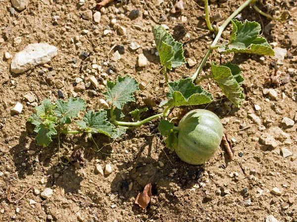 Small melon maturing on the ground, at the end of summer — Stock Photo, Image
