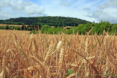 Fransız kırsal Wheatfield