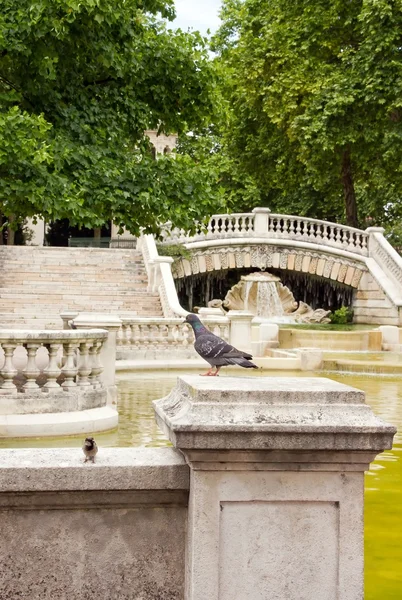 Digione, fontana Darcy, passero e piccione (Borgogna Francia ) — Foto Stock