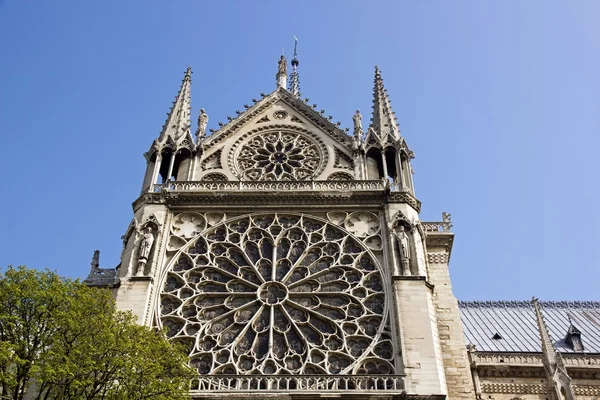 Notre-dame-de-paris, rozet en vegetatie (Parijs Frankrijk) — Stockfoto