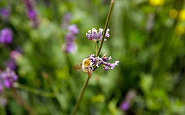 Včela ochutnávka některých nektar v levandule — Stock fotografie
