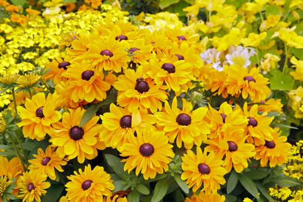 Massa rudbeckias, en trädgård i sommar (Frankrike) — Stockfoto