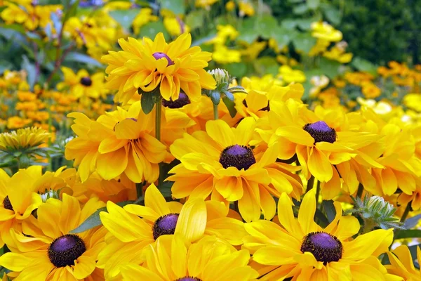 パープル ハートと黄色の rudbeckias — ストック写真