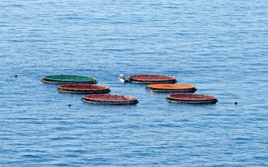 Deniz barbun, Atlantik Okyanusu, madeira Üreme havuzları