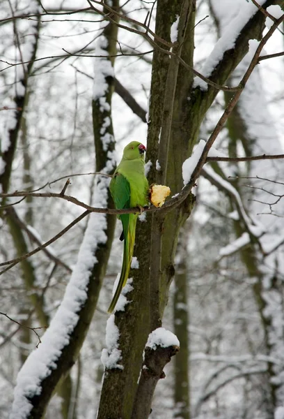 Collared parakeet eating an apple, a forest of France — Stock Photo, Image