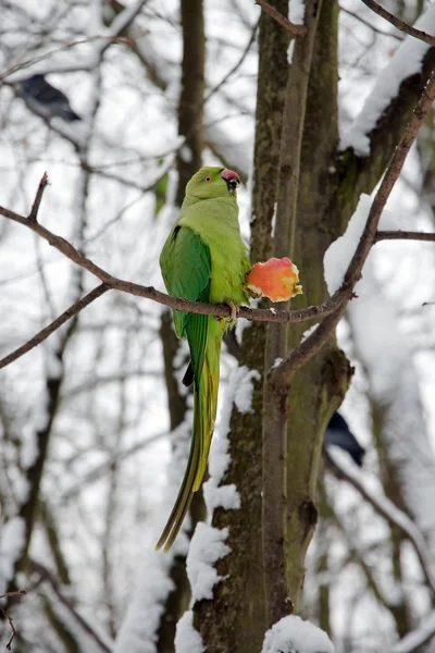 Collared parakeet eating an apple, a forest of France — Stock Photo, Image