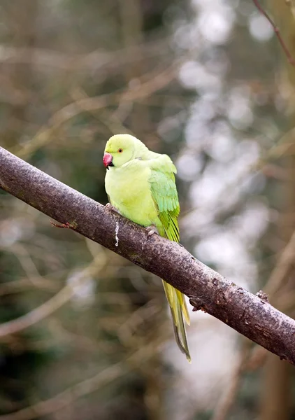 Collared parakeet, a forest of France — Stock Photo, Image