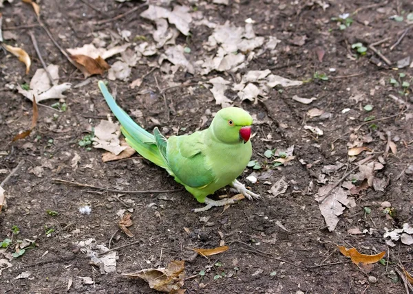 Collared parakeet put on the ground, forest of France — Stock Photo, Image