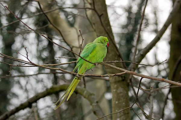 Collared parakeet, a forest of France — Stock Photo, Image