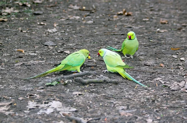 Collared parakeets quarrelling for an end of apple, forest of France — Stock Photo, Image