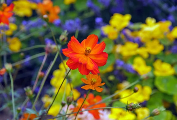 Orangener Kosmos, Sommerblumengarten in Frankreich — Stockfoto