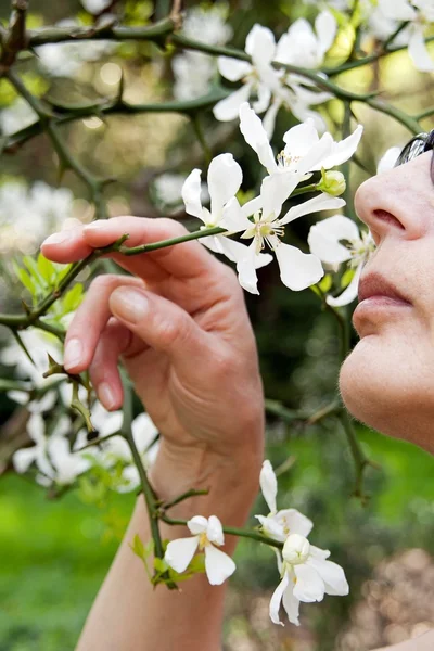 Le doux parfum du printemps — Photo