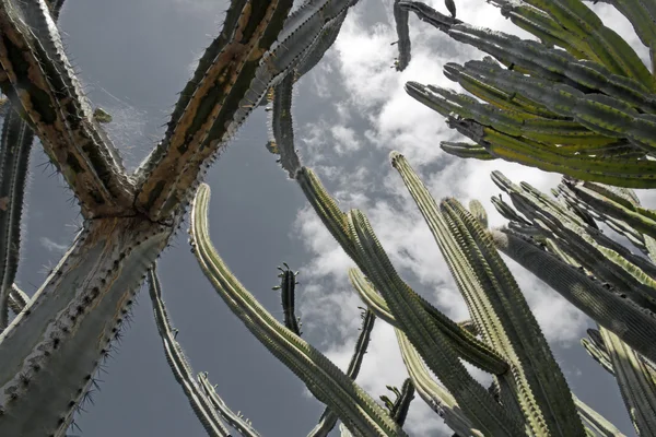 Some grey under the cactus (island of Madeira) — Stock Photo, Image