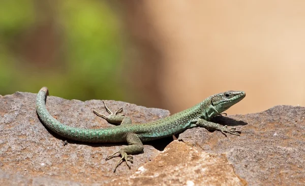 Green lizard in the sun, the island of Madeira — Stock Photo, Image