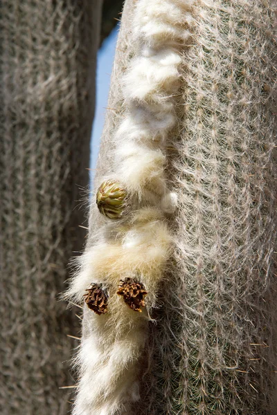 Flower of cactus in its soft vegetable fiber (island of Madeira) — Stock Photo, Image