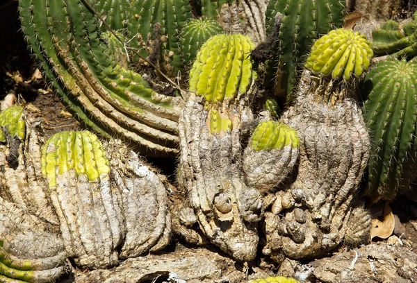 Cactus amarillo y gris, isla de Madeira — Foto de Stock