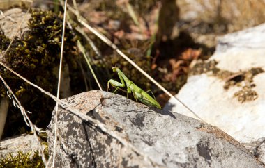 üzerine bir stone taşınmaz peygamber devesi