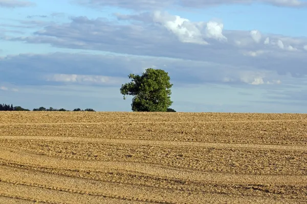 Samotne drzewo w środku pola Burgundii (Francja) — Zdjęcie stockowe
