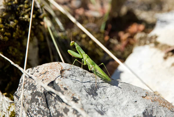 Praying mantis in the stop, between twigs — Stock Photo, Image