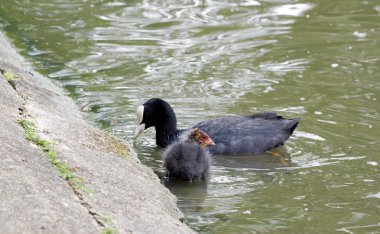 Coot young bird, behind mom who eats, pond in France clipart