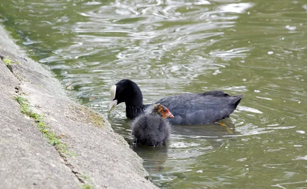 Coot joven pájaro, detrás de mamá que come, estanque en Francia —  Fotos de Stock