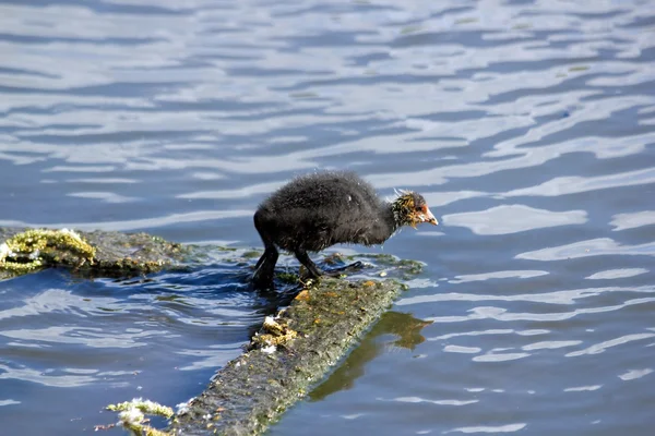 Coot macroule joven pájaro, entrar en el agua, estanque en Francia —  Fotos de Stock