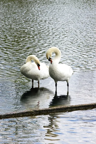 The dress of swans, at the edge of a pond, in May in France — Stock Photo, Image